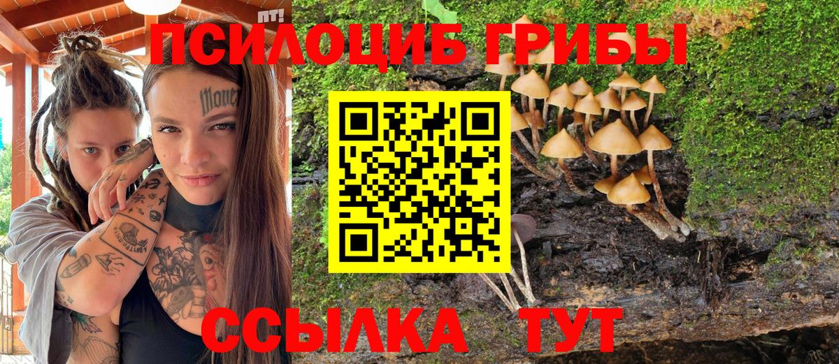 Галлюциногенные грибы Psilocybe Ноябрьск